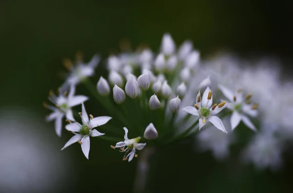 Des Fleurs Chinoises Amaryllidaceae Légumes Verts Jaunes Vivaces — Photo