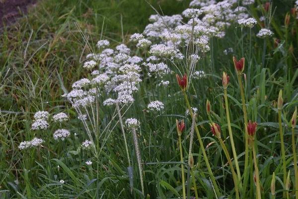 Chinese Bieslook Bloemen Amaryllidaceae Meerjarige Groene Gele Groenten — Stockfoto