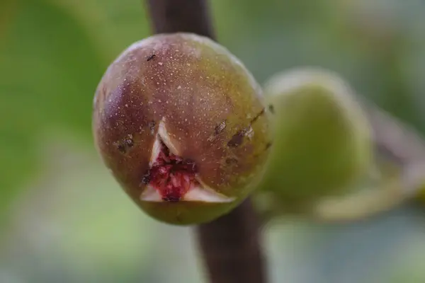 Sonbaharın Tadı Olgun Incirlerin Meyvesi Moraceae Yaprak Döken Ağacı — Stok fotoğraf