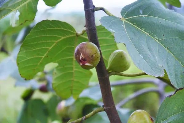 Sonbaharın Tadı Olgun Incirlerin Meyvesi Moraceae Yaprak Döken Ağacı — Stok fotoğraf