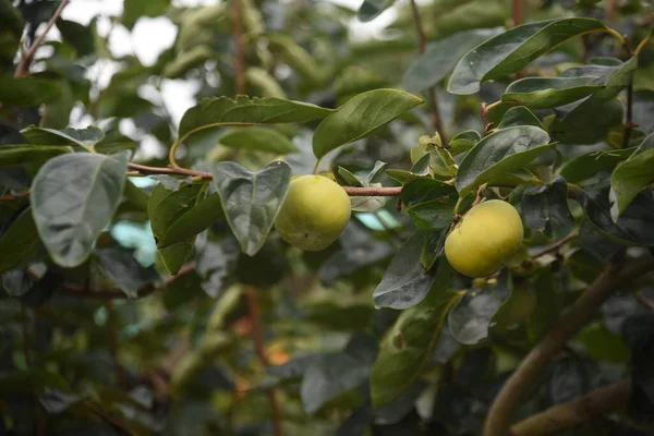 Growth Persimmon Fruit Deciduous Fruit Tree — Stock Photo, Image