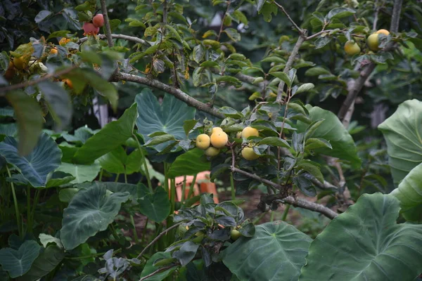 Crescimento Frutos Cáqui Árvore Frutífera Caduca — Fotografia de Stock