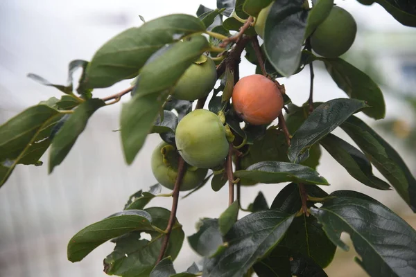 Ανάπτυξη Του Φρούτου Του Λωτού Φυλλοβόλο Οπωροφόρο Δέντρο — Φωτογραφία Αρχείου