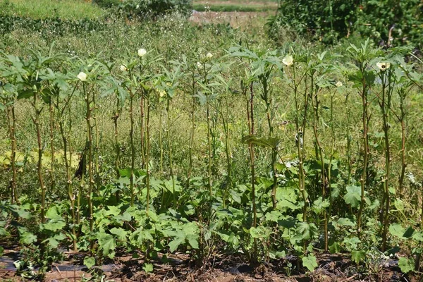 Κουζίνα Κήπο Okra Καλλιέργεια Malvaceae Okra Είναι Ένα Θρεπτικό Τροπικό — Φωτογραφία Αρχείου