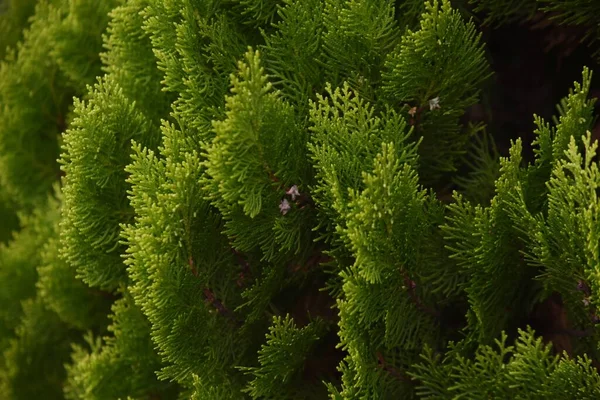 Chinese arvorvitae fruits. Cupressaceae evergreen conifer. The leaves are medicinal.