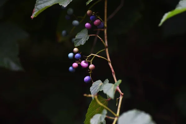 Wild Grape Vine Vitaceae Vine Deciduous Shrub — Stock Photo, Image