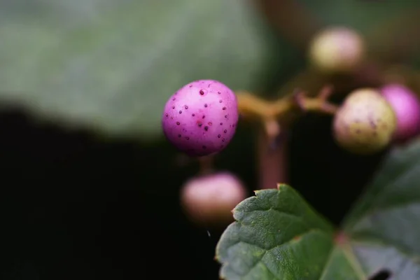 Raisin Sauvage Vitaceae Arbuste Feuilles Caduques Vigne — Photo