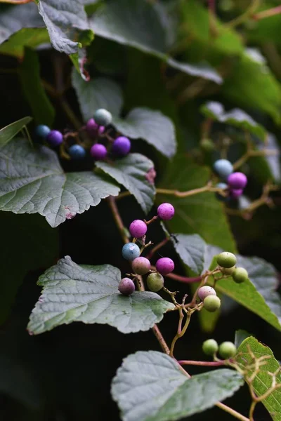 Viña Silvestre Vitaceae Arbusto Caducifolio Vid — Foto de Stock