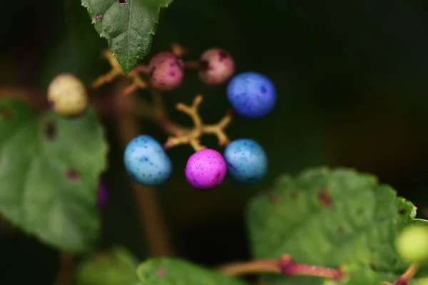 Videira Uva Selvagem Vitaceae Arbusto Decíduo Videira — Fotografia de Stock