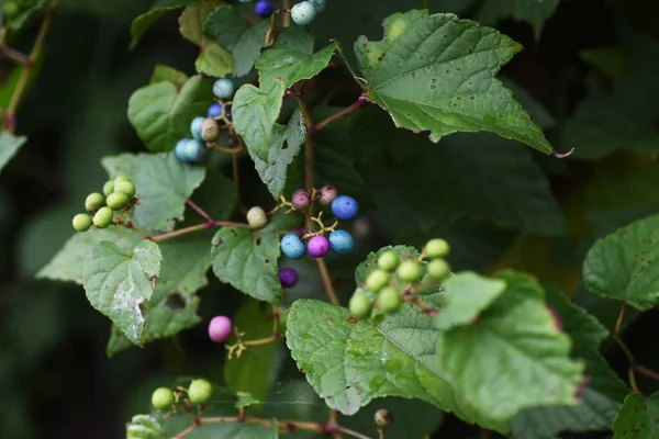 Viña Silvestre Vitaceae Arbusto Caducifolio Vid — Foto de Stock