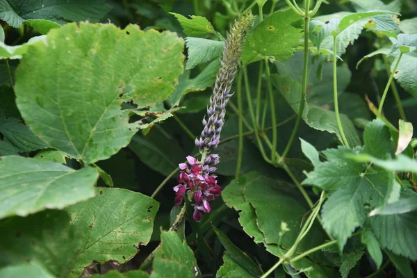 Flores Kudzu Fabaceae Perennial Vine Las Raíces Son Comestibles Medicinales —  Fotos de Stock