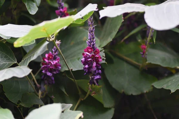 Kudzu çiçekleri. Fabaceae daimi asması. Kökleri yenilebilir ve tıbbi..