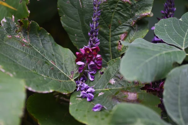 Kudzu Květiny Rostlinná Réva Fabaceae Kořeny Jsou Jedlé Léčivé — Stock fotografie