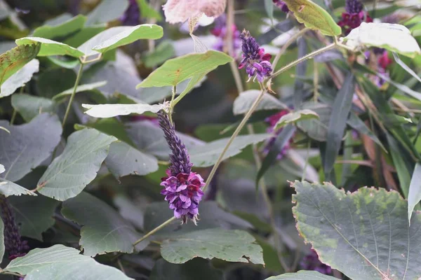 Kudzu Flowers Fabaceae Perennial Vine Roots Edible Medicinal — Stock Photo, Image