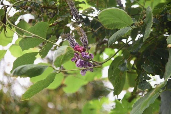 Kudzu Virágok Fabaceae Évelő Szőlő Gyökerek Ehetők Gyógyíthatók — Stock Fotó