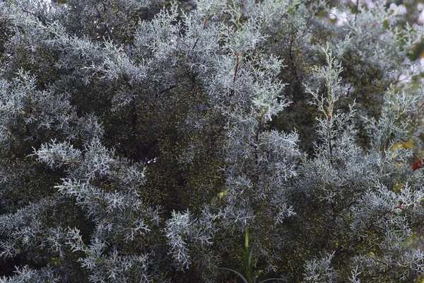 Zypressenpollen Aus Arizona Cupressus Arizonica Blaues Eis Cupressaceae Immergrüne Nadelbäume — Stockfoto