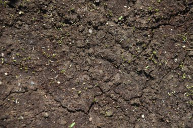 Sebze bahçesinde soğan yetiştirme. Tohum ekmek ve filizlendirmek.