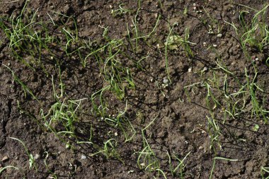 Sebze bahçesinde soğan yetiştirme. Tohum ekmek ve filizlendirmek.