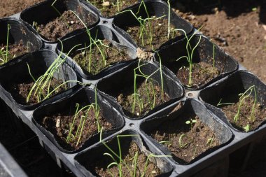 Sebze bahçesinde soğan yetiştirme. Tohum ekmek ve filizlendirmek.
