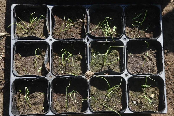 Sebze bahçesinde soğan yetiştirme. Tohum ekmek ve filizlendirmek.