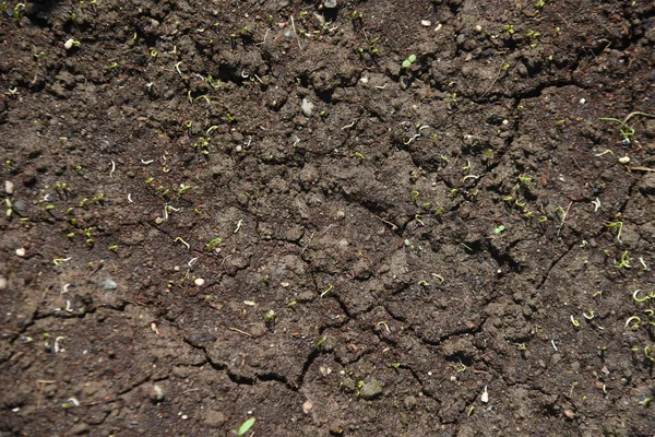 Sebze bahçesinde soğan yetiştirme. Tohum ekmek ve filizlendirmek.