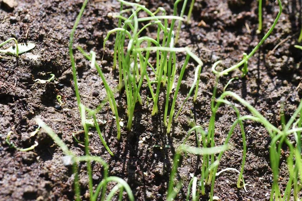 Zwiebelanbau Gemüsegarten Aussaat Und Keimung — Stockfoto