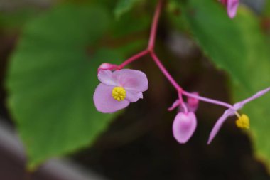 Hardy Begonia çiçekleri. Begoniaceae daimi ampul bitkisi.