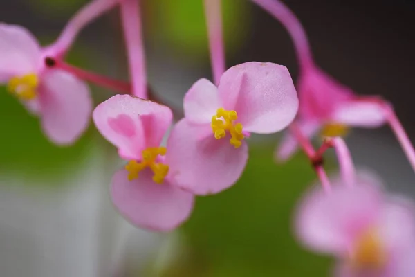 Hardy Begonia Flowers Begoniaceae Perennial Bulbous Plant — Stock Photo, Image