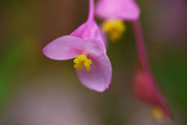 Hardy Begonia Flowers Begoniaceae Perennial Bulbous Plant — Stock Photo, Image