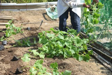 Sebze bahçesinde salatalık yetiştiriyorum. Salatalıklar Nisan 'da ekilir, Mayıs' ta ekilir ve Haziran 'dan Ağustos' a kadar hasat edilir..