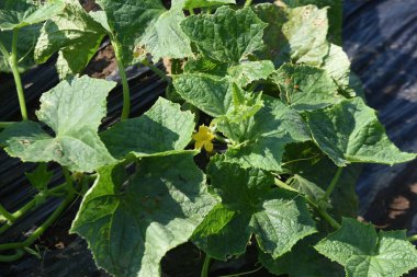 Sebze bahçesinde salatalık yetiştiriyorum. Salatalıklar Nisan 'da ekilir, Mayıs' ta ekilir ve Haziran 'dan Ağustos' a kadar hasat edilir..