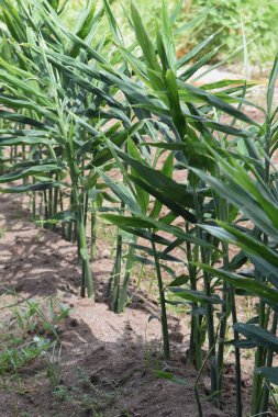 Zencefil ekimi. Zencefil, Zingiberaceae uzun ömürlüdür ve kökleri baharatlar ve bitkisel ilaçlar için kullanılır..