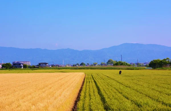 일본에서는 월경에 뿌리고 이듬해 월경에 수확한다 — 스톡 사진
