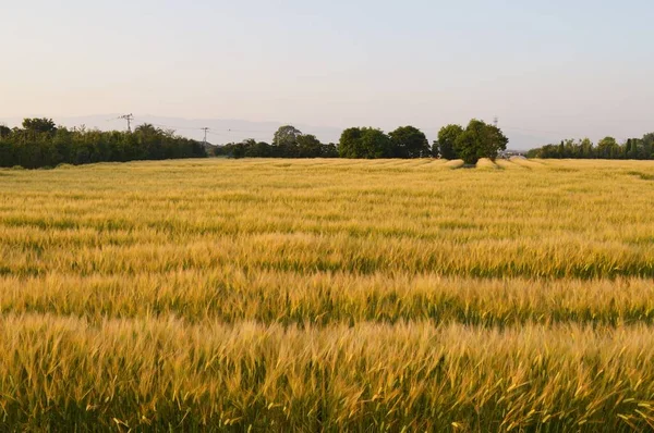 小麦栽培 日本では10月頃に種が蒔かれ 翌年6月頃に収穫されます — ストック写真