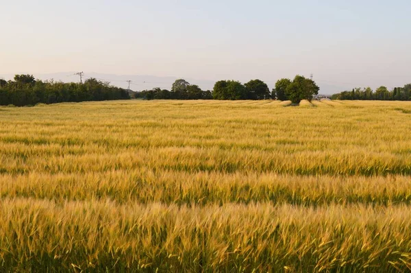 Cultivo Trigo Japón Las Semillas Siembran Alrededor Octubre Cosechan Alrededor —  Fotos de Stock