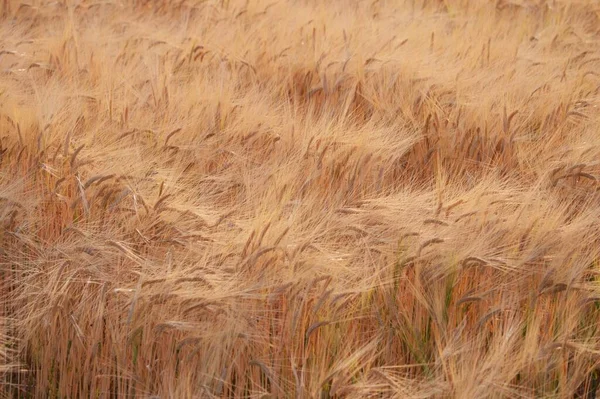 Tarweteelt Japan Worden Zaden Rond Oktober Gezaaid Rond Juni Van — Stockfoto