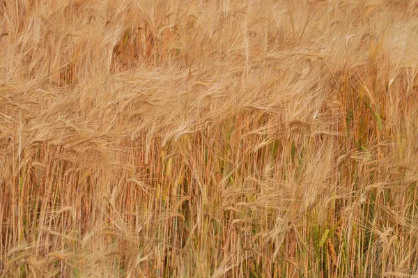 小麦栽培 日本では10月頃に種が蒔かれ 翌年6月頃に収穫されます — ストック写真