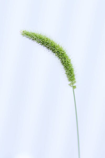 Image material of green foxtail. Poaceae annual weed.