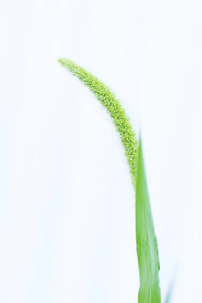 Yeşil Tilki Kuyruğunun Görüntüsü Poaceae Yıllık Otu — Stok fotoğraf