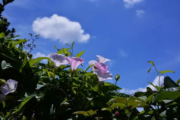 Blauer Himmel Weiße Wolken Und Blumen Eine Szene Des Frühsommers — Stockfoto