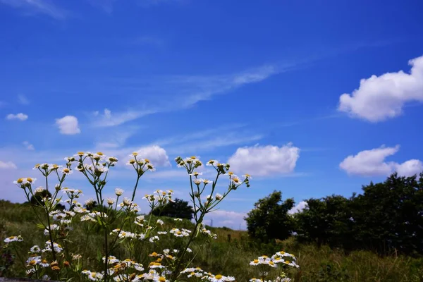 Blå Himmel Vita Moln Och Blommor Scen Försommar Japan — Stockfoto