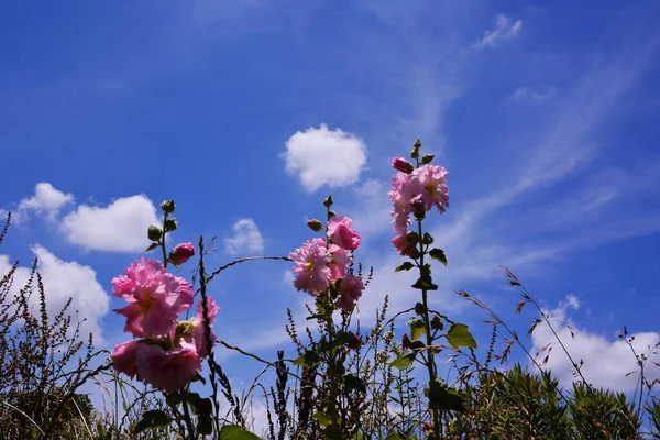 Céu Azul Nuvens Brancas Flores Uma Cena Início Verão Japão — Fotografia de Stock