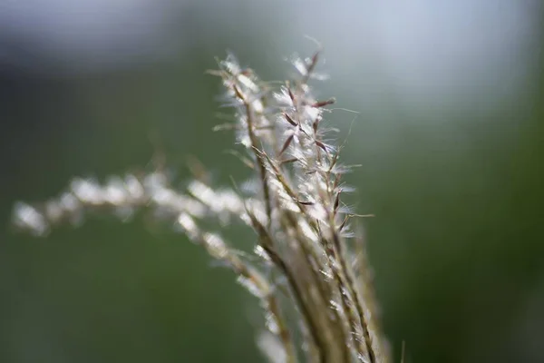 Flores Grama Pampas Japonesas Sementes Grama Pampas Japonês Poaceae Grama — Fotografia de Stock