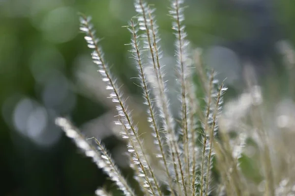 Japán Pampa Virágok Magvak Japán Pampa Poaceae Évelő Amely Tüskék — Stock Fotó