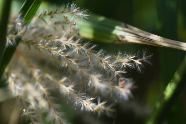 Flores Grama Pampas Japonesas Sementes Grama Pampas Japonês Poaceae Grama — Fotografia de Stock