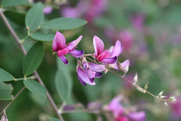 Japanska Buskklöver Blommor Japansk Buske Klöver Har Vackra Magenta Blommor — Stockfoto