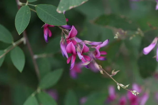 Des Fleurs Trèfle Japonais Trèfle Japonais Belles Fleurs Magenta Sur — Photo