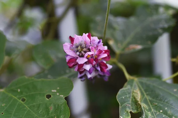 Kudzu Blüht Kudzu Ist Eine Mehrjährige Rebpflanze Der Fabaceae Die — Stockfoto