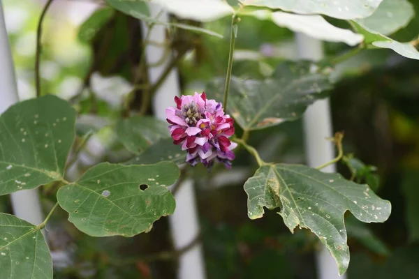 葛の花 くだず 日本では根を原料とし 原料となる多年草のブドウ植物である — ストック写真