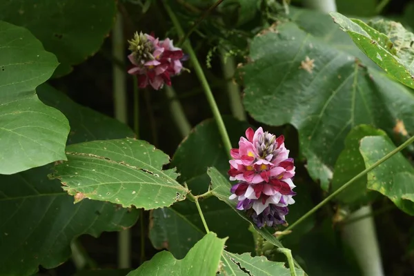 Kudzu Çiçekleri Kudzu Japonya Kökleri Malzeme Ham Uyuşturucu Olarak Kullanan — Stok fotoğraf